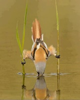 Bird drinking